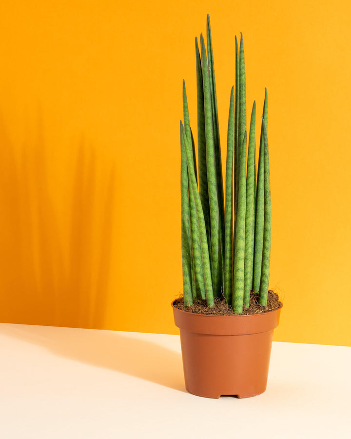 rod leaf snake plant Sansevieria Bacularis Mikado | Snake Plant | 10cm Pot | Air Purifying Easy Care House Plant