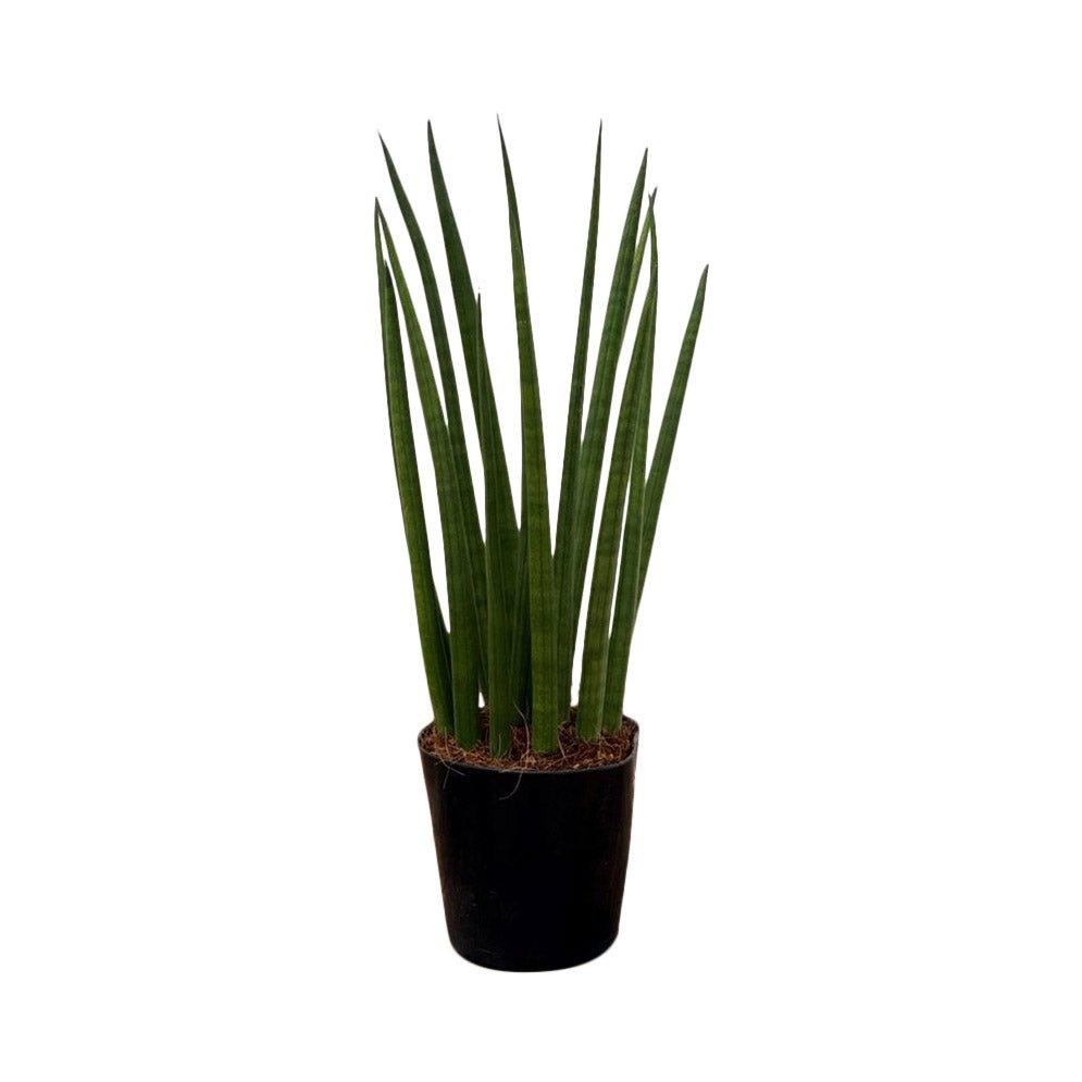Sansevieria Bacularis Mikado | Snake Plant | 10cm Pot | Air Purifying Easy  Care House Plant