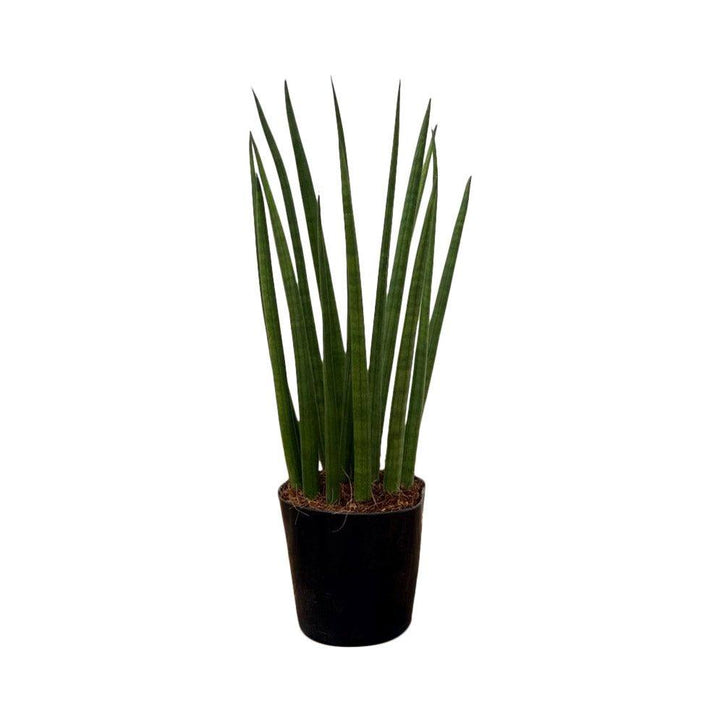 sansevieria bacularis Sansevieria Bacularis Mikado | Snake Plant | 10cm Pot | Air Purifying Easy Care House Plant