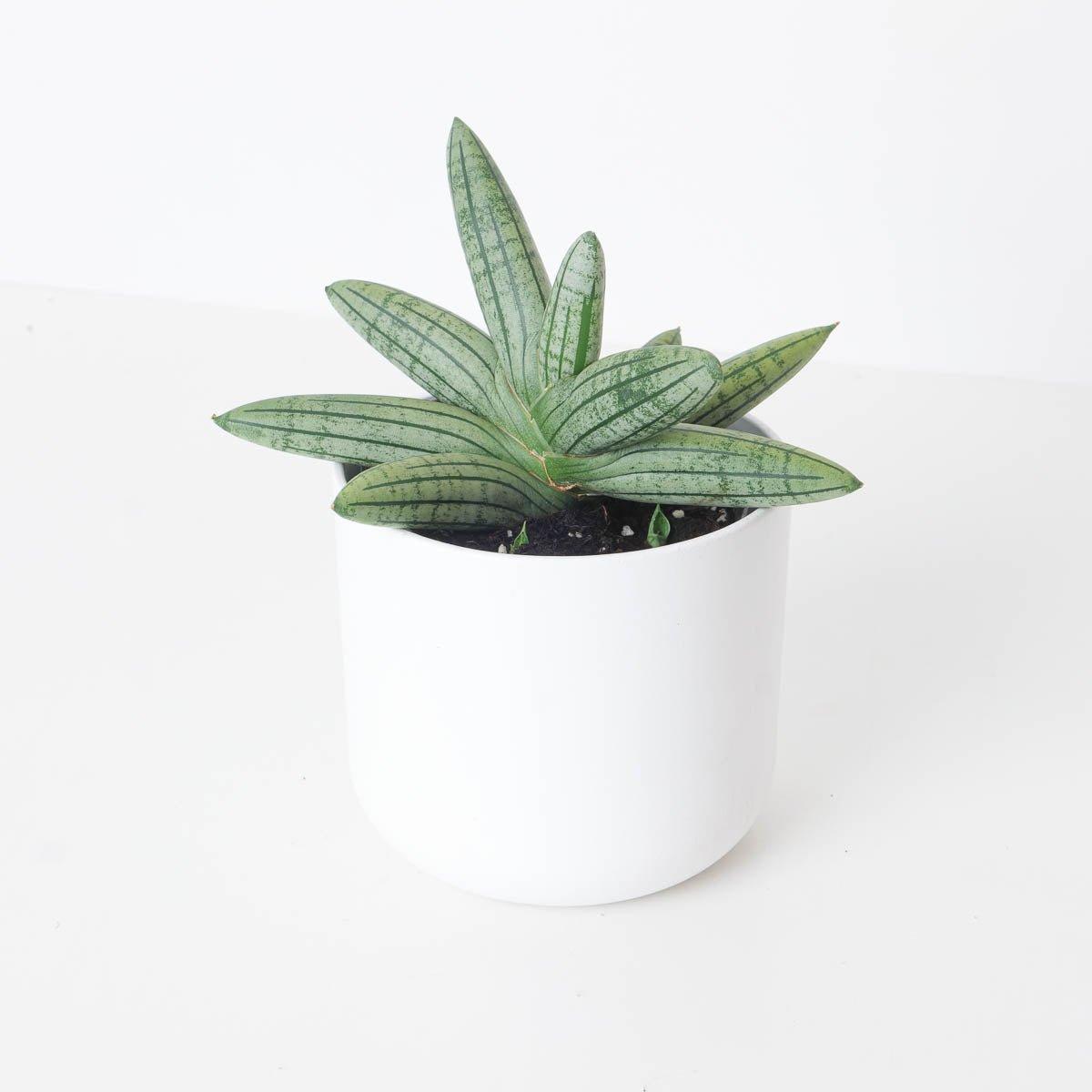 Sansevieria cylindrica 'Inti Glory' - House of Kojo