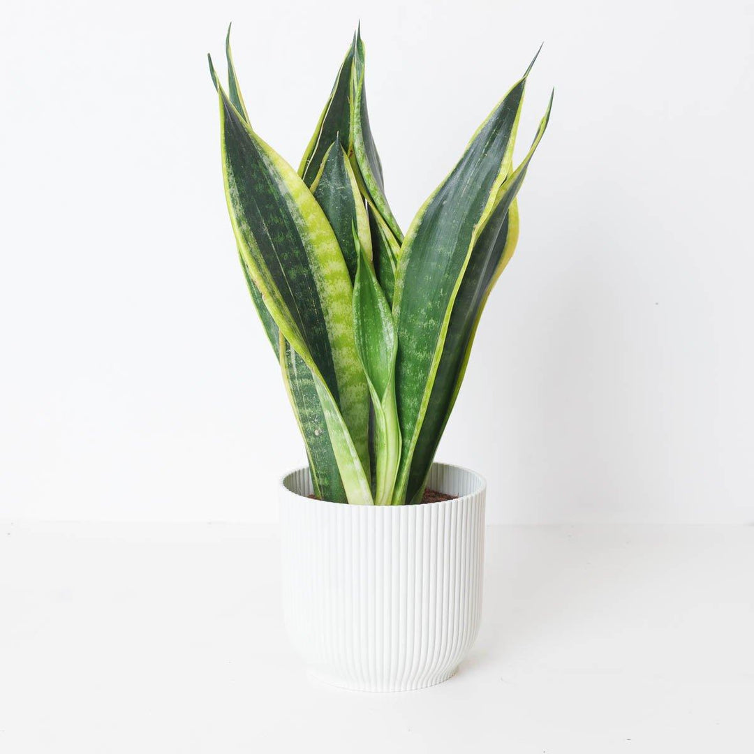 golden flame snake plant care Sansevieria Golden Flame