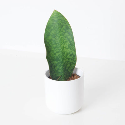 Sansevieria Masoniana Whale Fin - House of Kojo