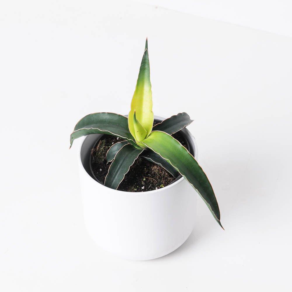 Sansevieria 'Star Canary' - House of Kojo