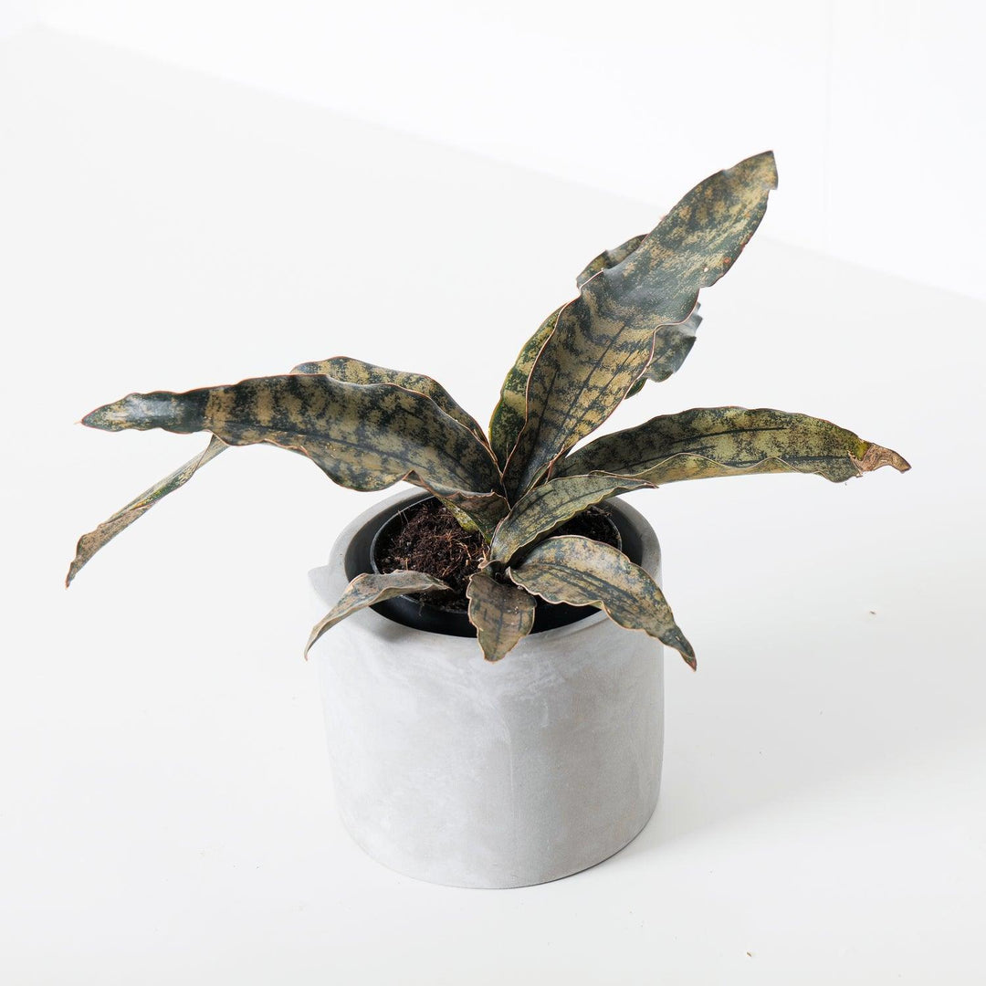 sansevieria star canyon granite Sansevieria Star Canyon Granite | Sansevieria Coppertone