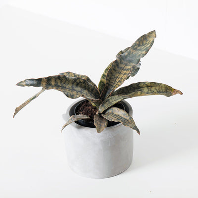 Sansevieria Star Canyon Granite | Sansevieria Coppertone - House of Kojo