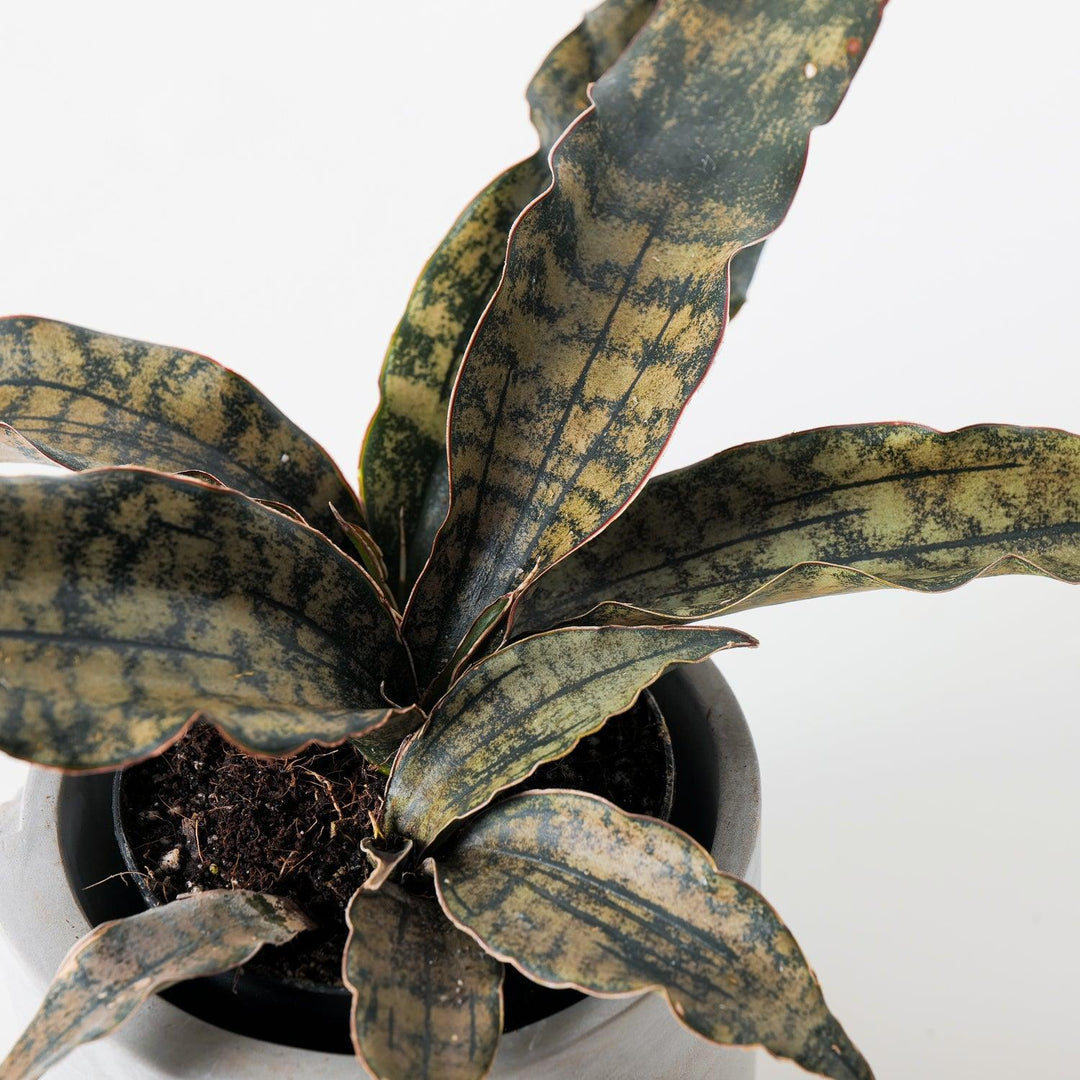 Sansevieria Star Canyon Granite | Sansevieria Coppertone