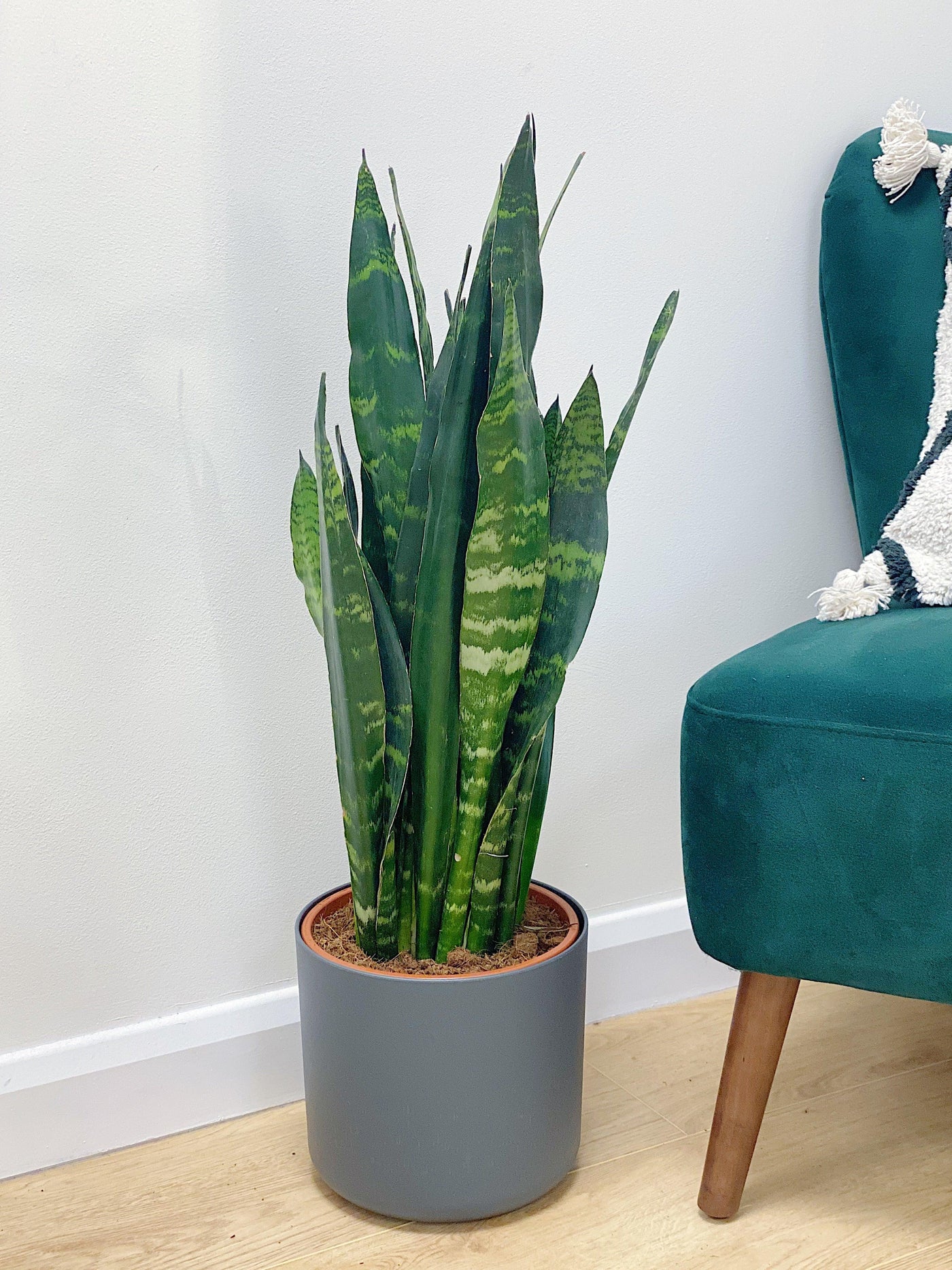 Sansevieria Trifasciata Black Coral | Snake Plant - House of Kojo