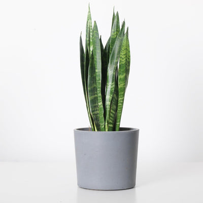 Sansevieria Trifasciata Black Coral | Snake Plant - House of Kojo