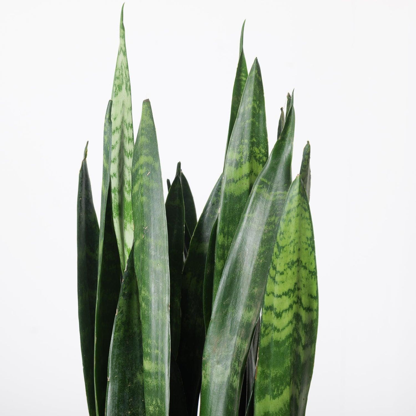 Sansevieria Trifasciata Black Coral | Snake Plant - House of Kojo