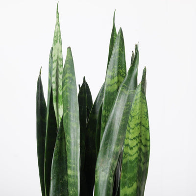 Sansevieria Trifasciata Black Coral | Snake Plant - House of Kojo