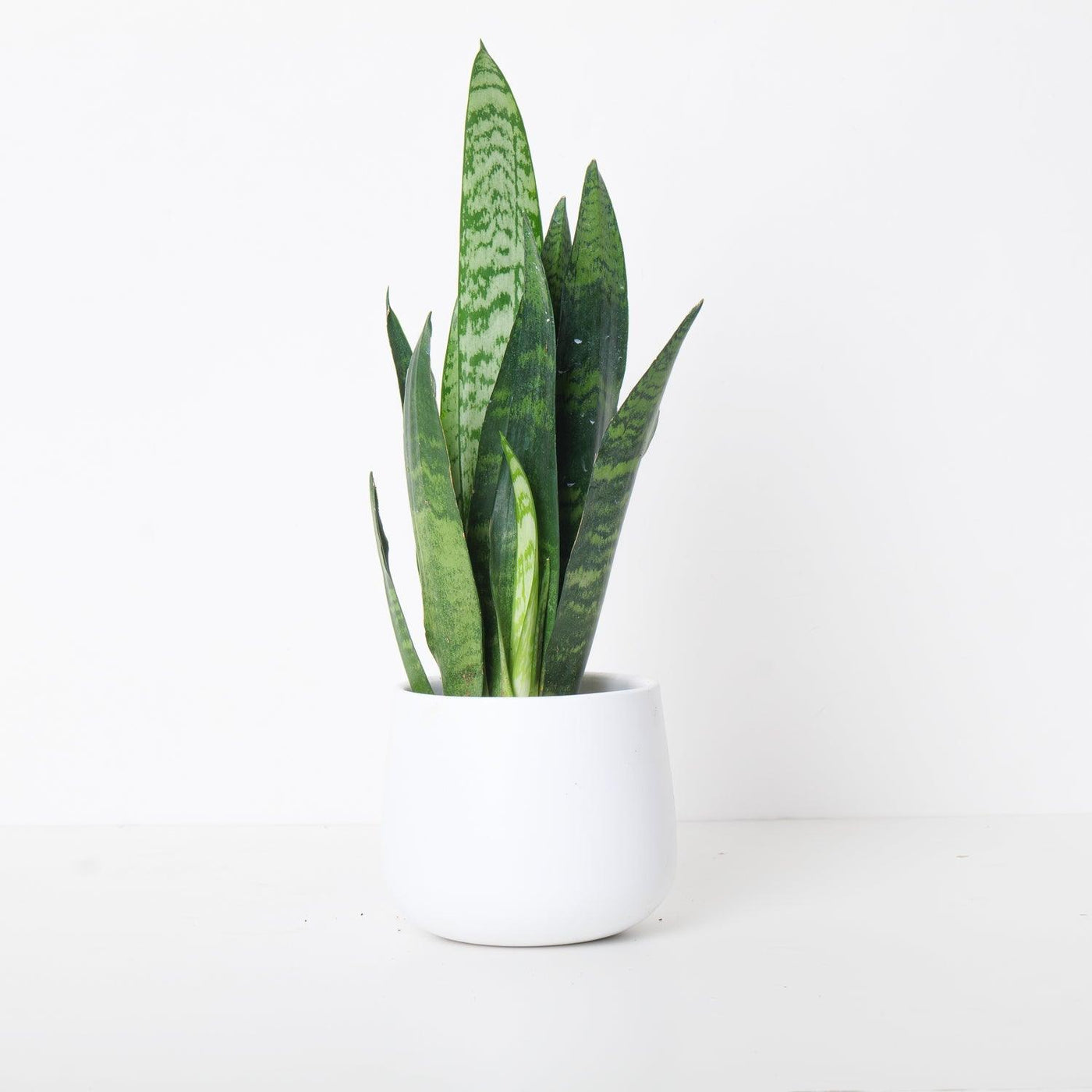 Sansevieria Trifasciata Black Coral | Snake Plant - House of Kojo