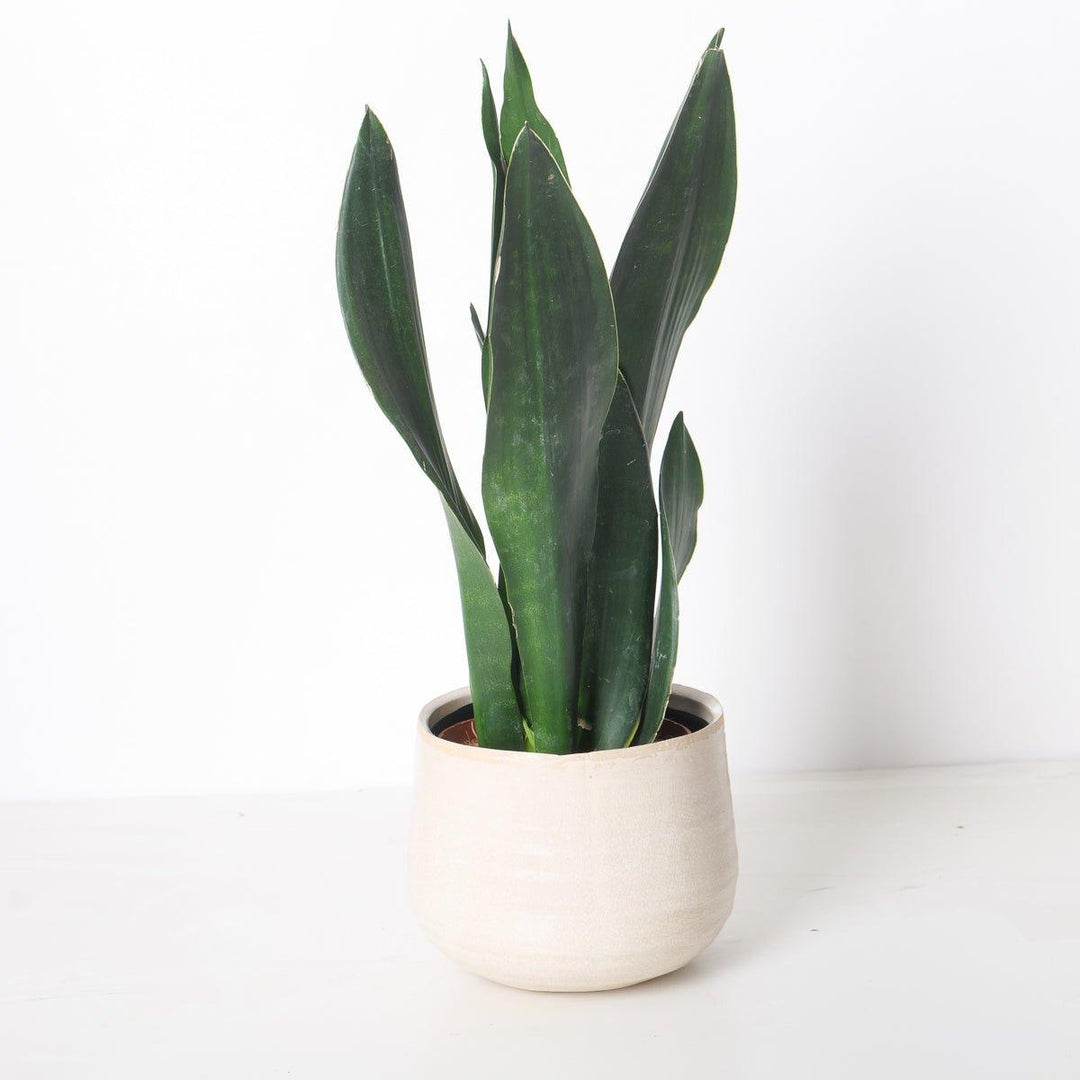 Sansevieria trifasciata 'Black Diamond'