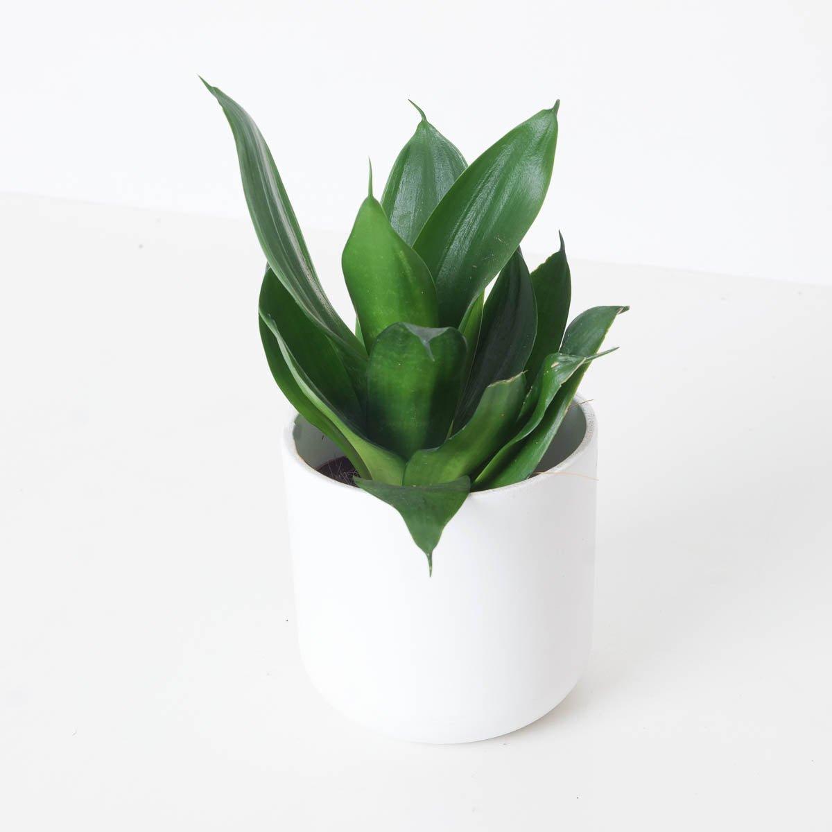 Sansevieria Trifasciata Hahnii Black - House of Kojo