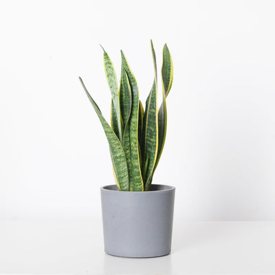 Sansevieria Trifasciata Laurentii | Easy Care - House of Kojo