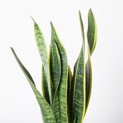 Sansevieria Trifasciata Laurentii - House of Kojo