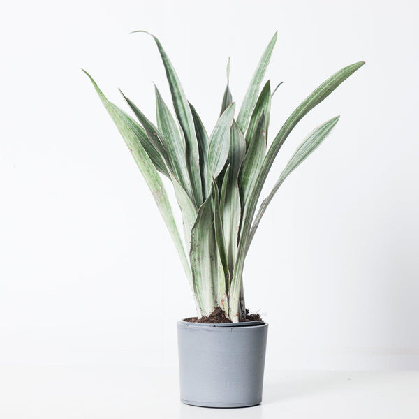 metallica snake plant Sansevieria Trifasciata Metallica
