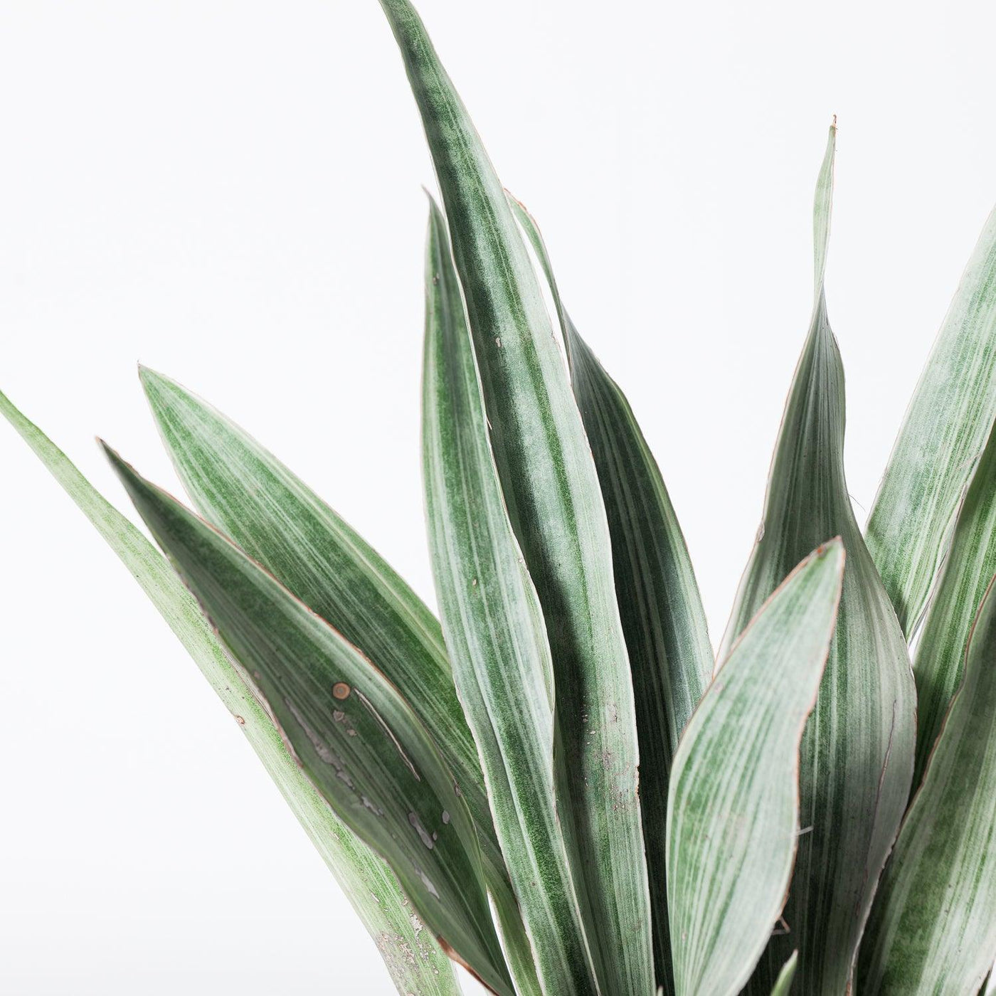sansevieria metallica care Sansevieria Trifasciata Metallica
