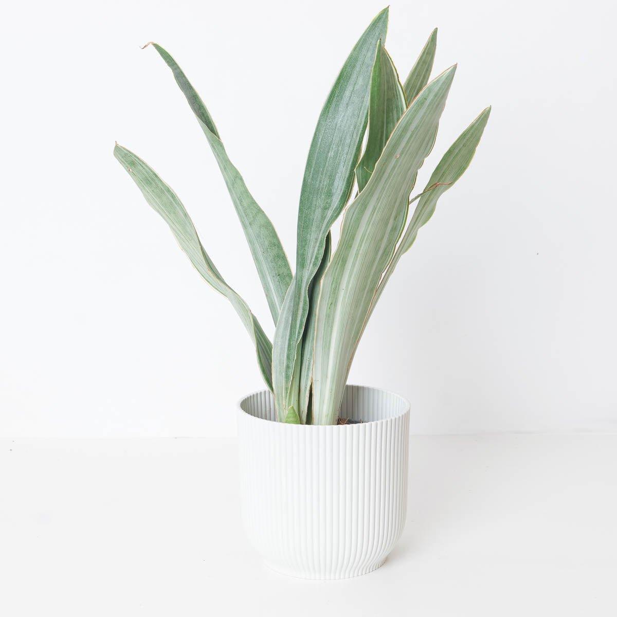sansevieria metallica tenzan Sansevieria Trifasciata Metallica