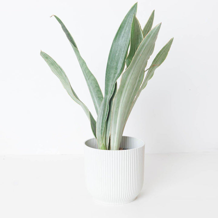 Sansevieria Trifasciata Metallica