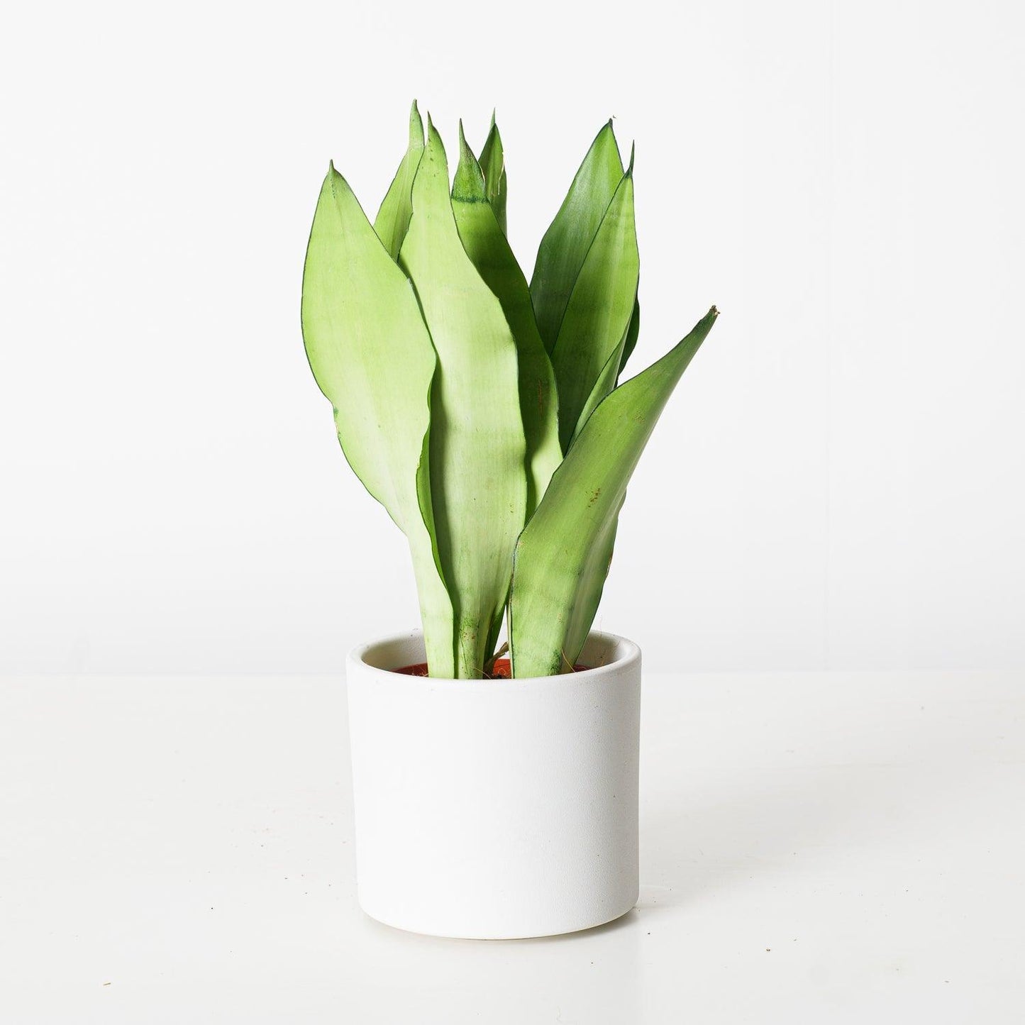 New Plant Parent Bundle (Free eBook included!) - House of Kojo