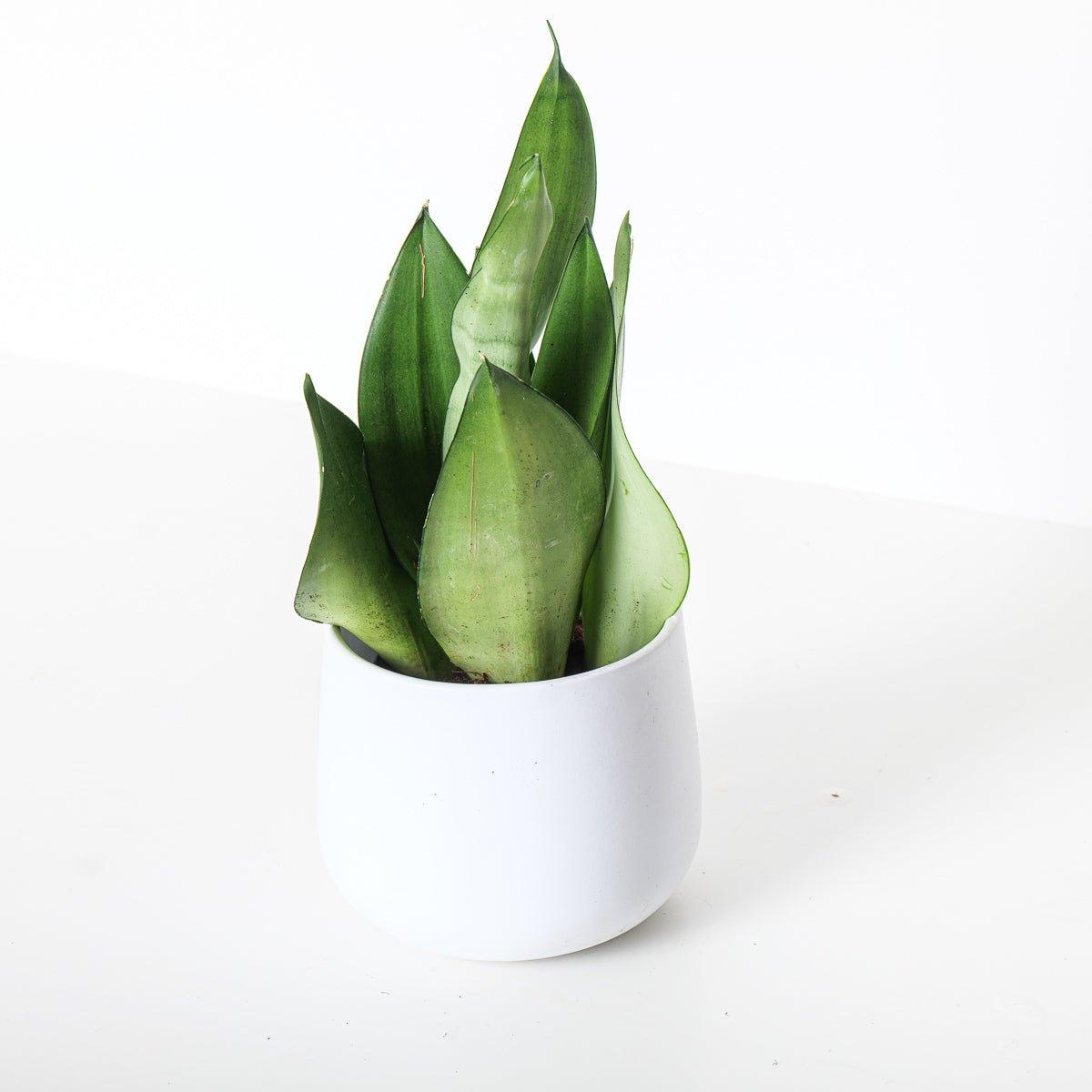 Sansevieria Trifasciata Moonshine | Snake Plant - House of Kojo