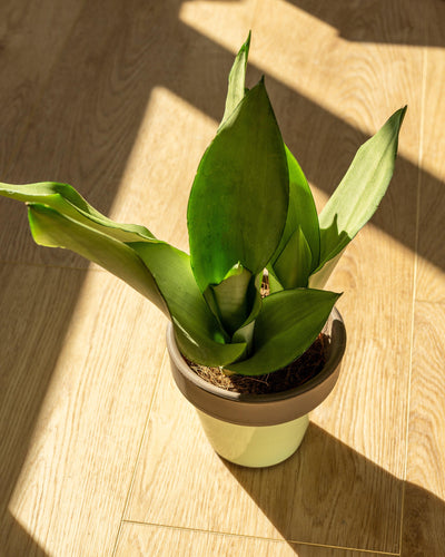 Sansevieria Trifasciata Moonshine | Snake Plant - House of Kojo