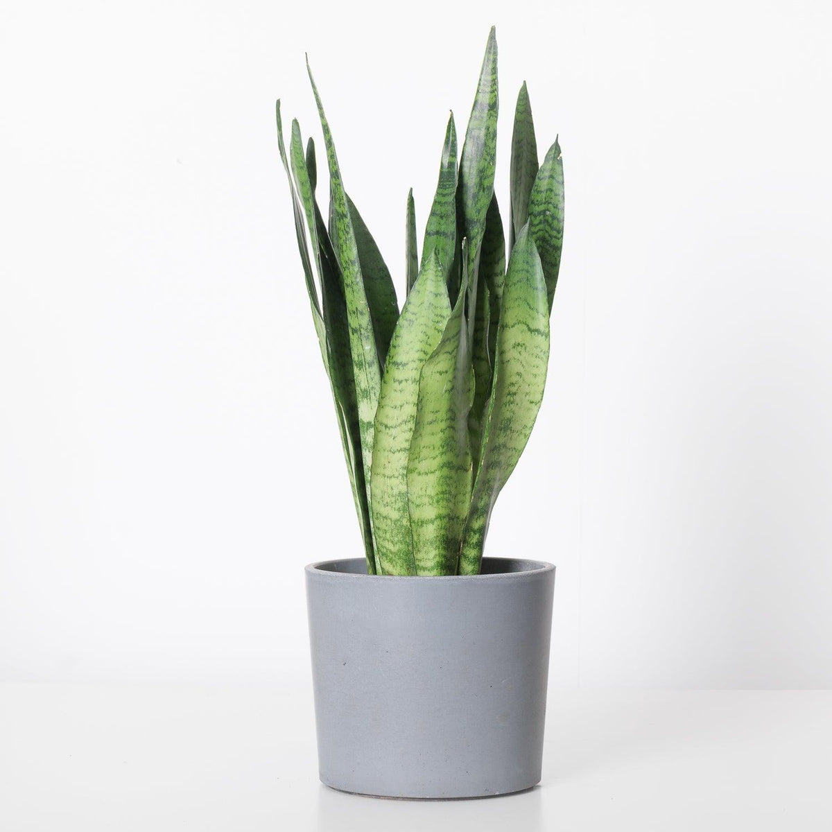 Sansevieria Trifasciata Zeylanica | Easy Care - House of Kojo