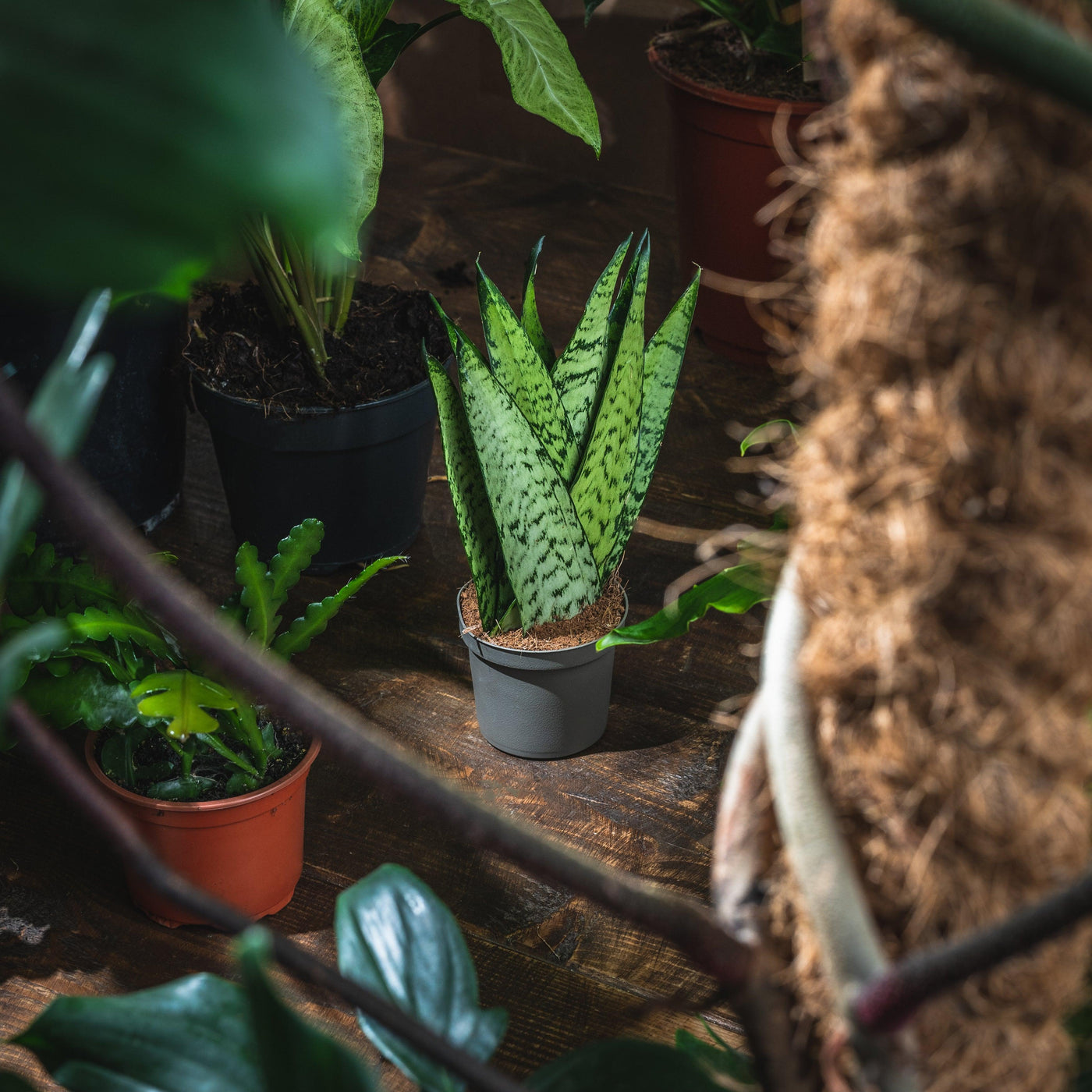 fan snake plant Sansevieria Zeylanica Fan | Snake Plant | 12cm Pot | Air Purifying Easy Care House Plant