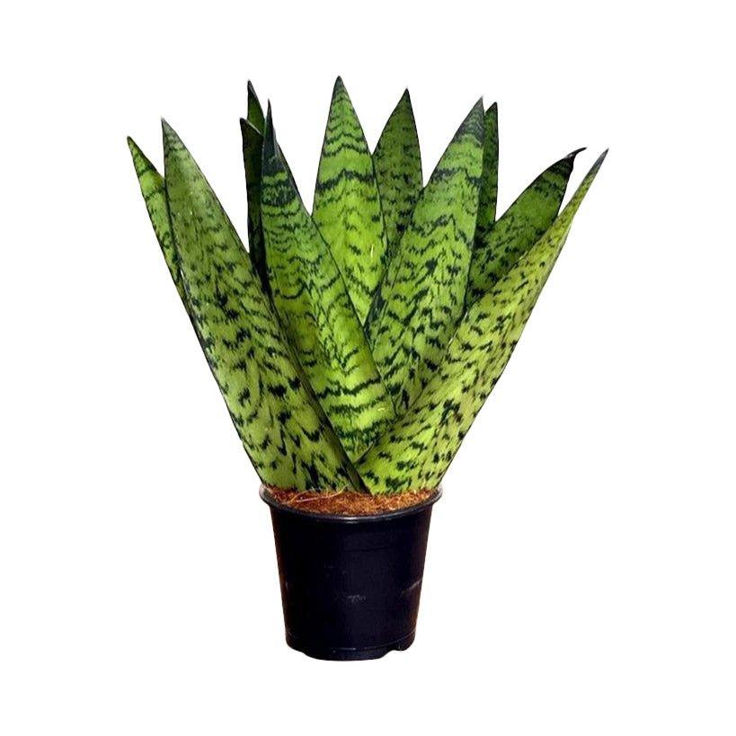 Sansevieria Zeylanica Fan | Snake Plant | 12cm Pot | Air Purifying Easy  Care House Plant