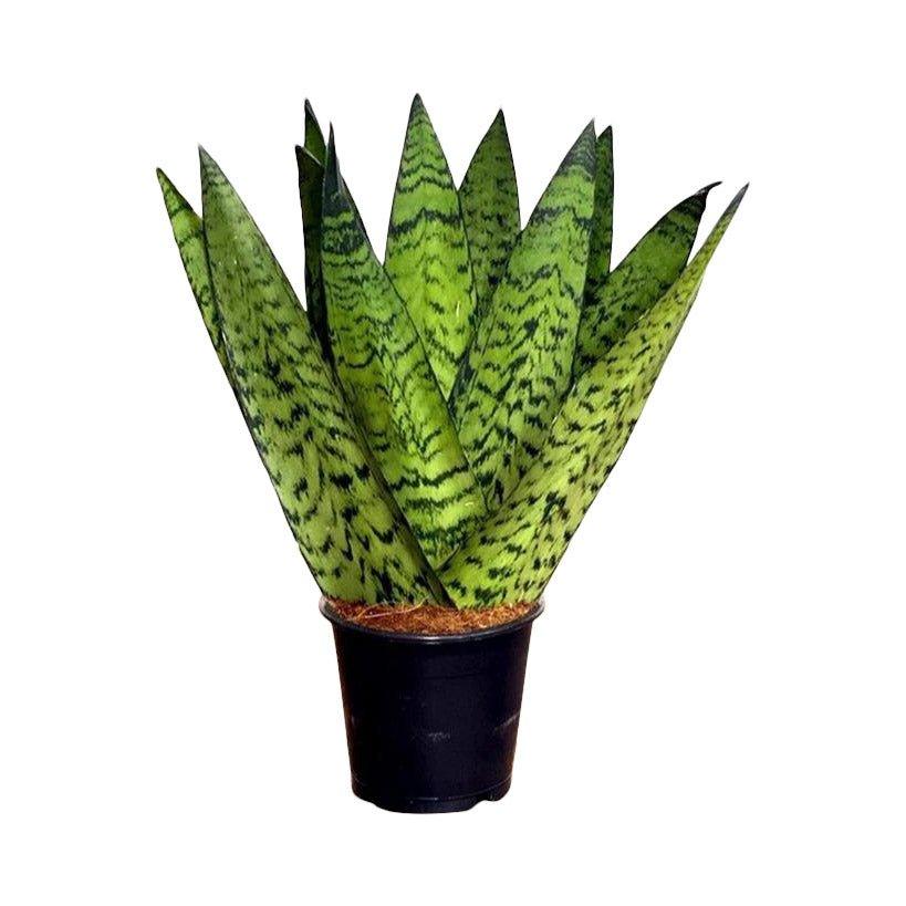 Sansevieria Zeylanica Fan | Snake Plant | 12cm Pot | Air Purifying Easy Care House Plant - House of Kojo