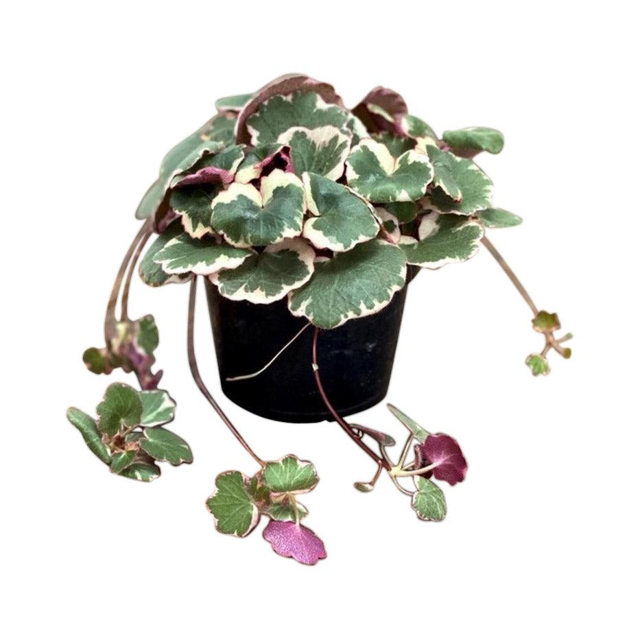 Saxifraga Stolonifera Tricolor | Strawberry Begonia | Indoor
