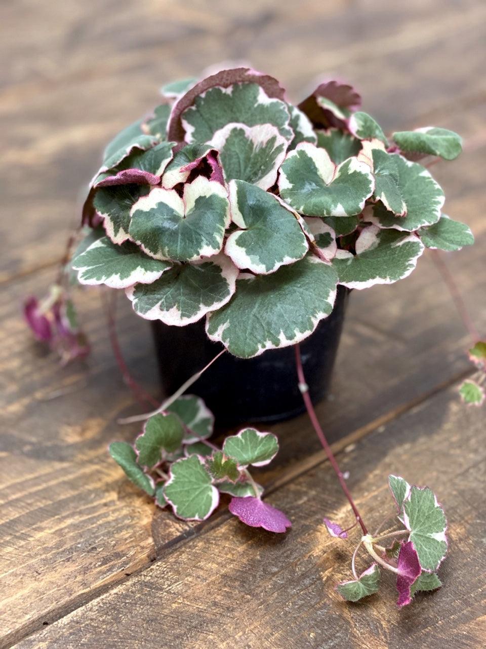 Saxifraga Stolonifera Tricolor | Strawberry Begonia | Indoor