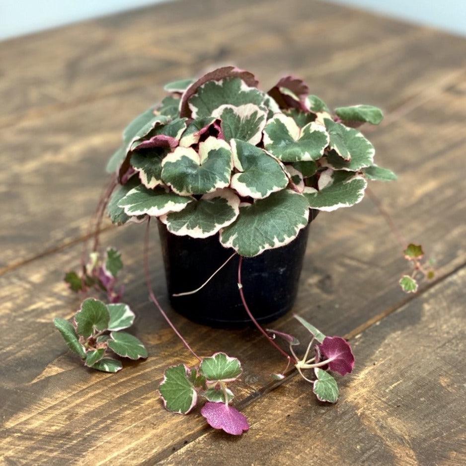 Saxifraga Stolonifera Tricolor | Strawberry Begonia | Indoor