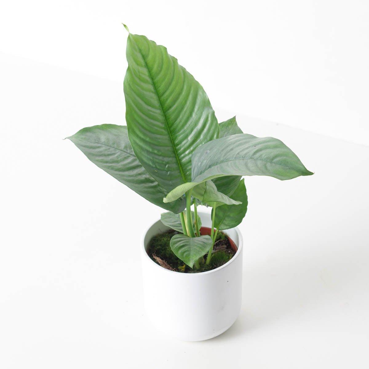 Schismatoglottis hendrikii - House of Kojo