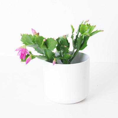 Schlumbergera Pink Thanksgiving Cactus - House of Kojo