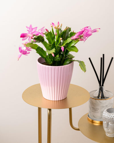 Schlumbergera Pink Thanksgiving Cactus - House of Kojo