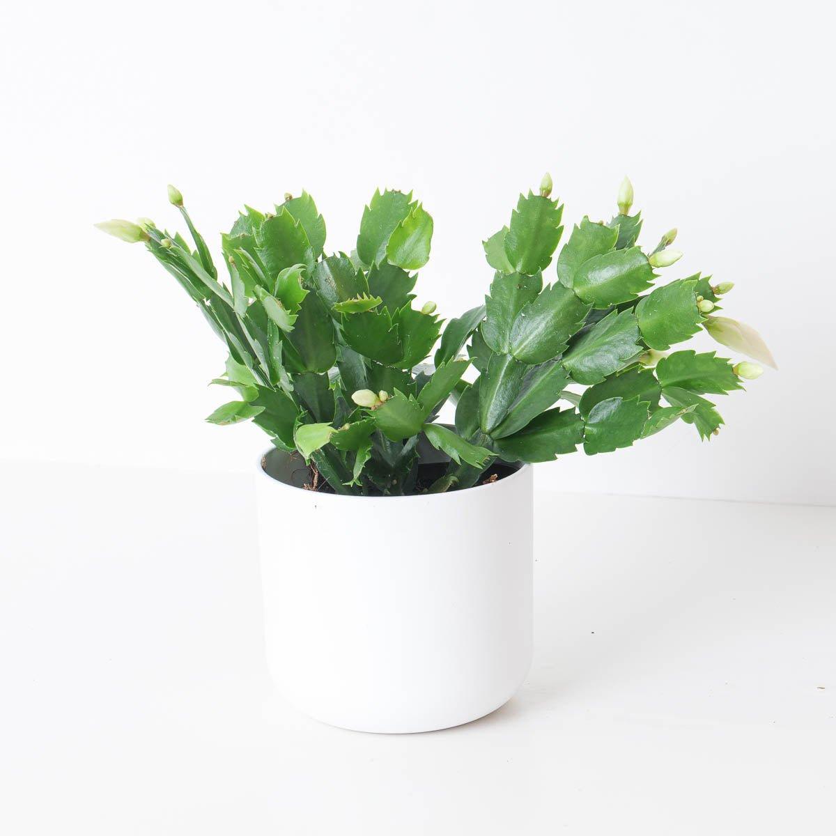 Schlumbergera White Thanksgiving Cactus - House of Kojo