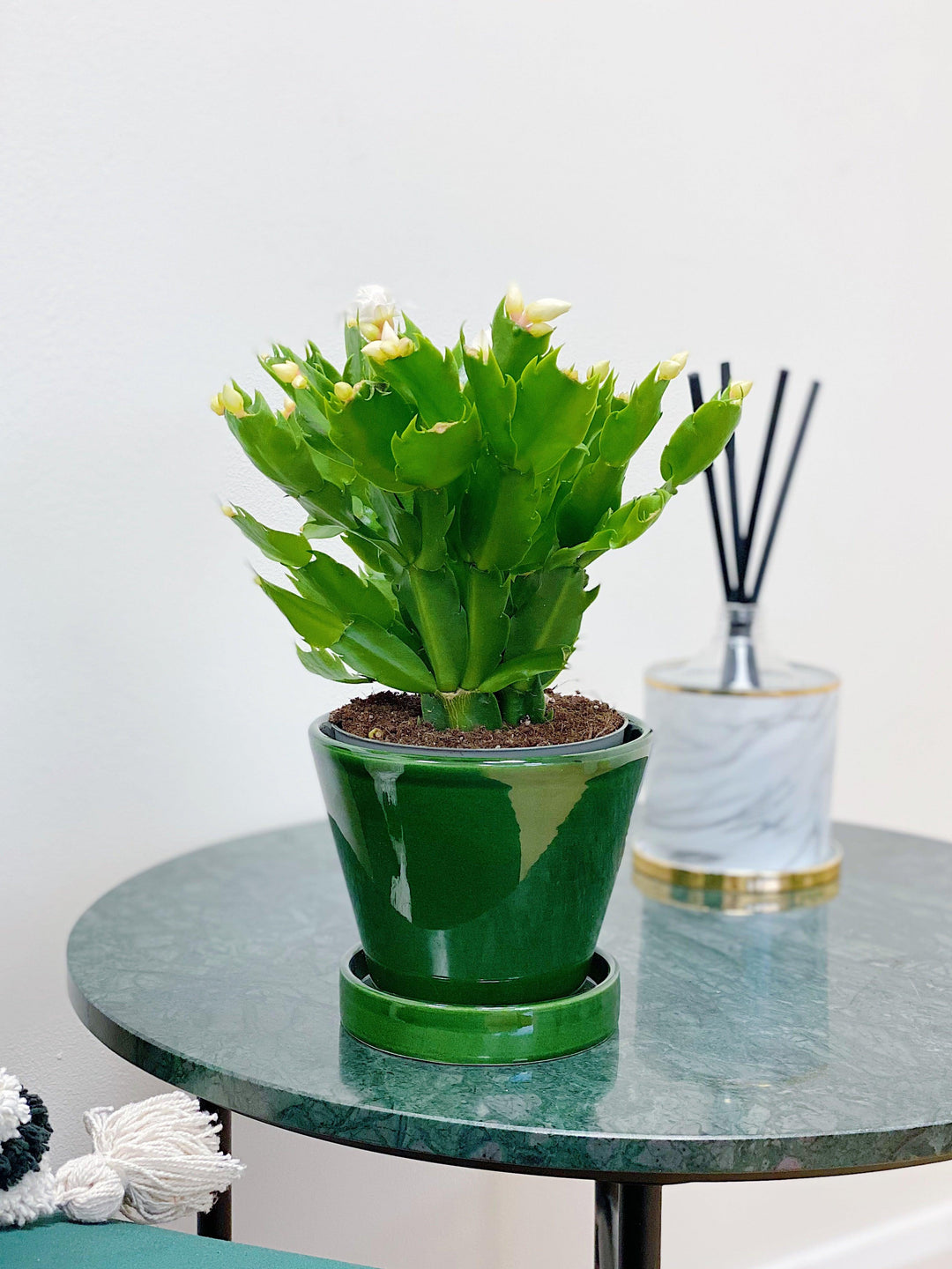 Powers To Flowers - Dendrobium Kingianum Splash In Vaso Ceramica Azzurro D 824658