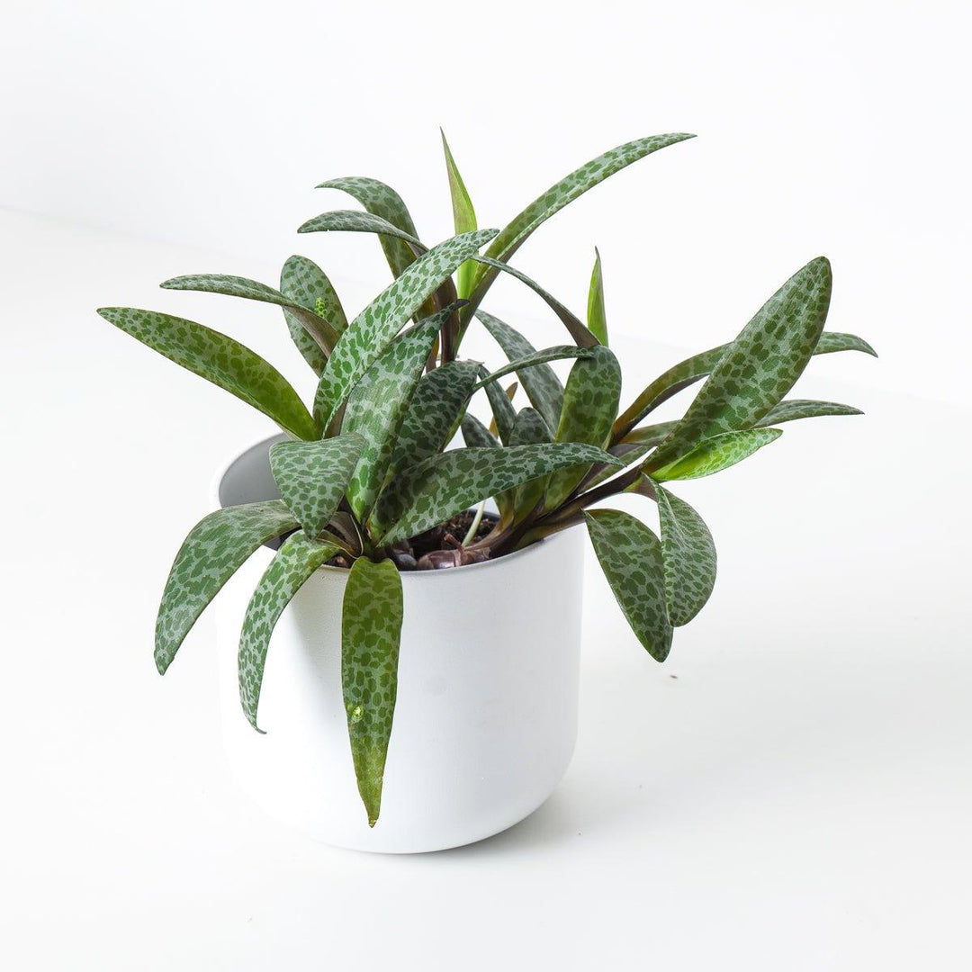 leopard lily succulent Scilla violacea | Leopard Lilly