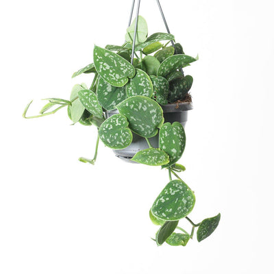 Scindapsus Pictus Argyraeus | Satin Pothos | Trailing Plant - House of Kojo