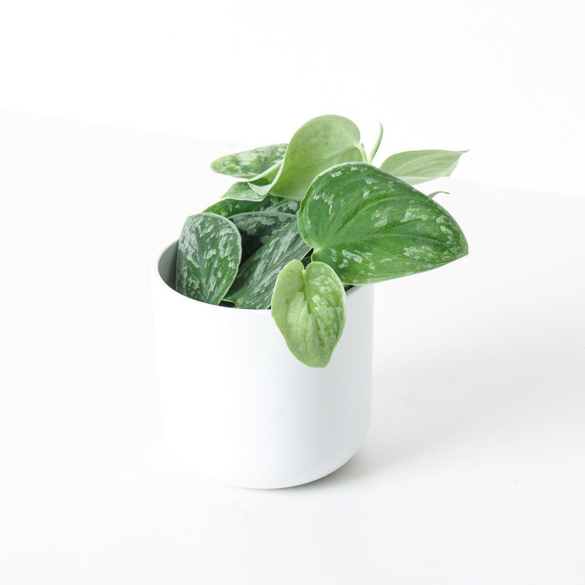 Scindapsus Pictus Silvery Ann | Satin Pothos - House of Kojo