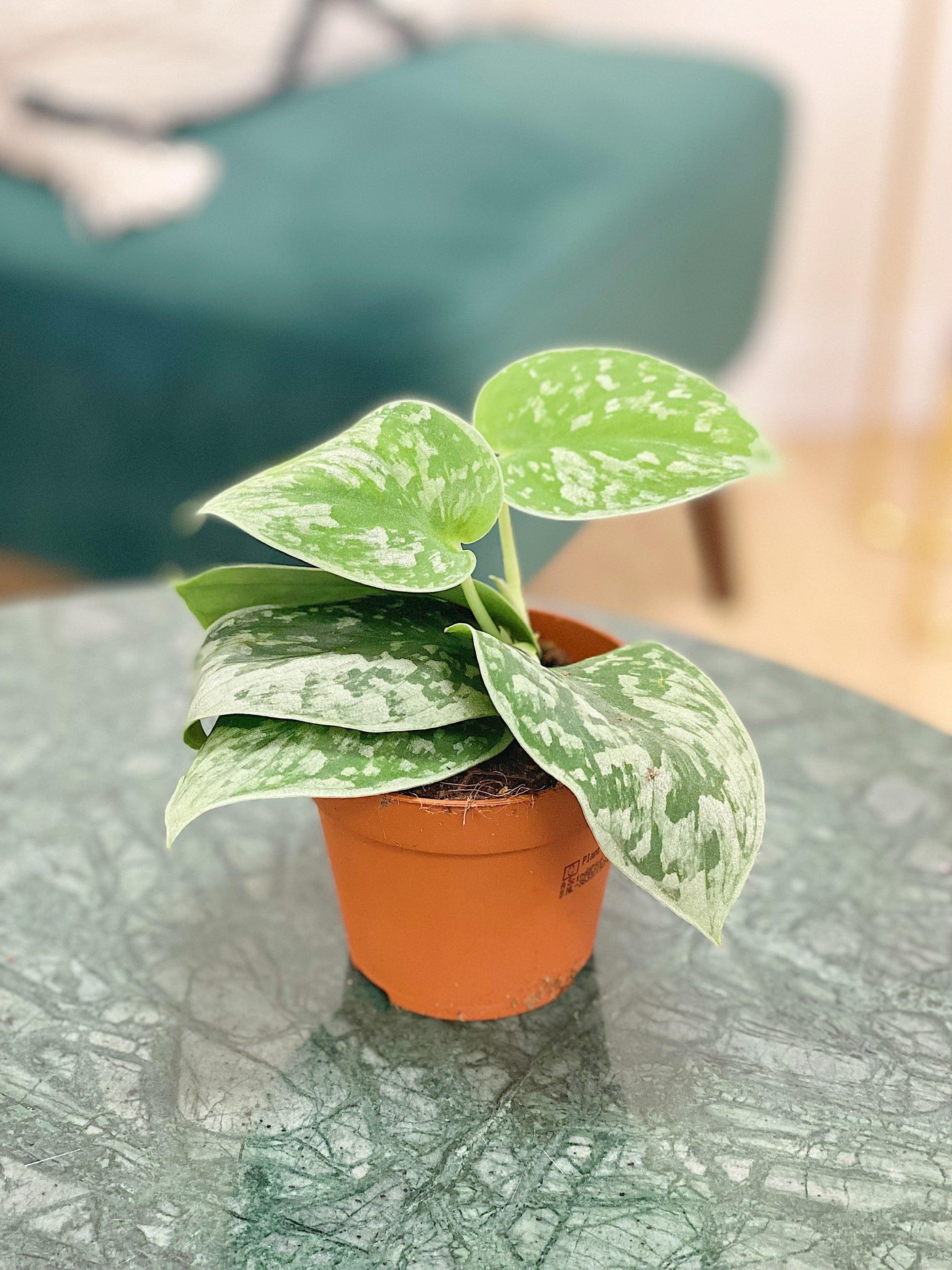 Scindapsus Pictus Silvery Ann | Satin Pothos - House of Kojo