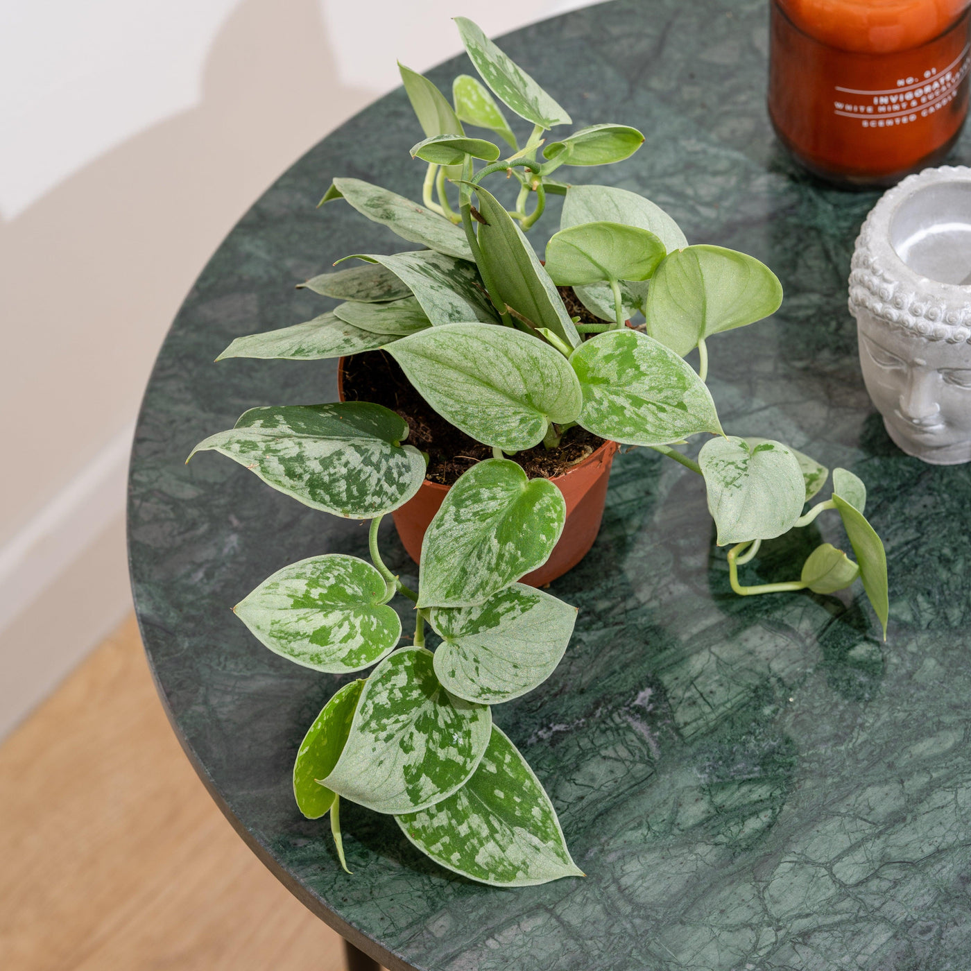 Scindapsus Pictus Silvery Ann | Satin Pothos - House of Kojo