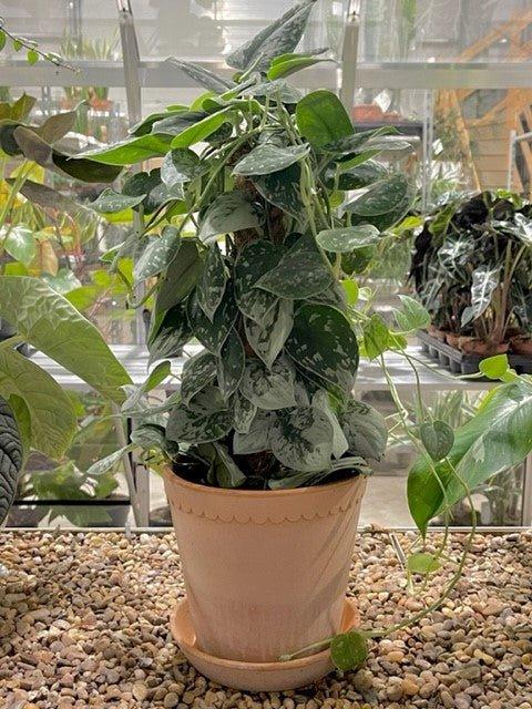 Scindapsus Pictus Silvery Ann | Satin Pothos - House of Kojo