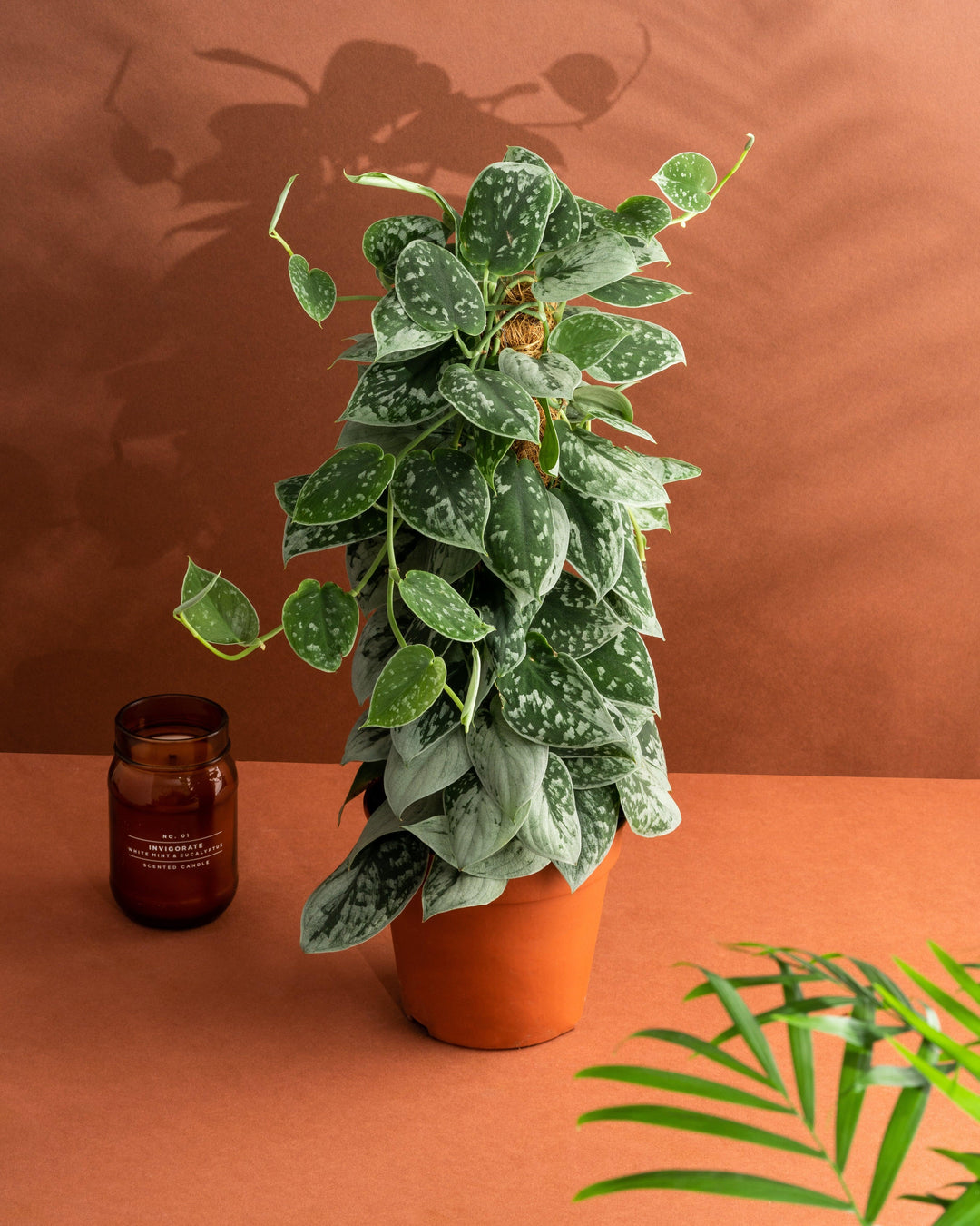 Scindapsus Pictus Silvery Ann | Satin Pothos