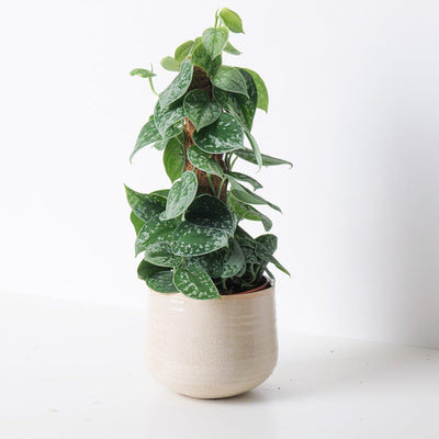 Scindapsus Pictus Silvery Ann | Satin Pothos - House of Kojo