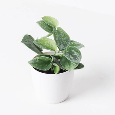 Scindapsus Pictus Silvery Ann | Satin Pothos - House of Kojo