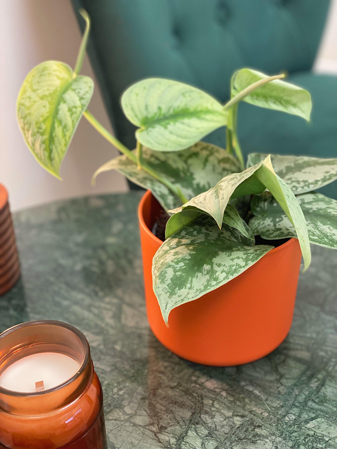 satin pothos trebie Scindapsus Pictus Trebie | Satin Pothos