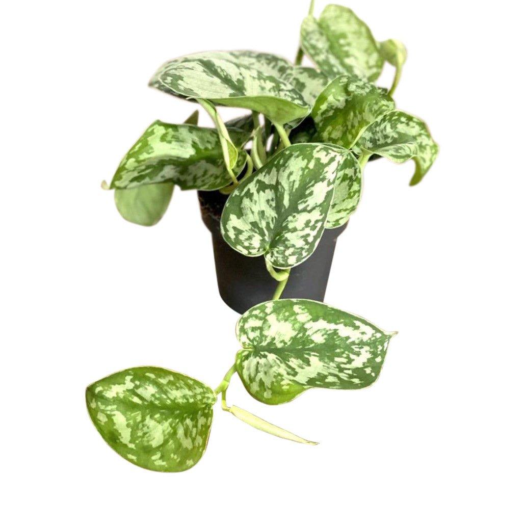 satin pothos trebie Scindapsus Pictus Trebie