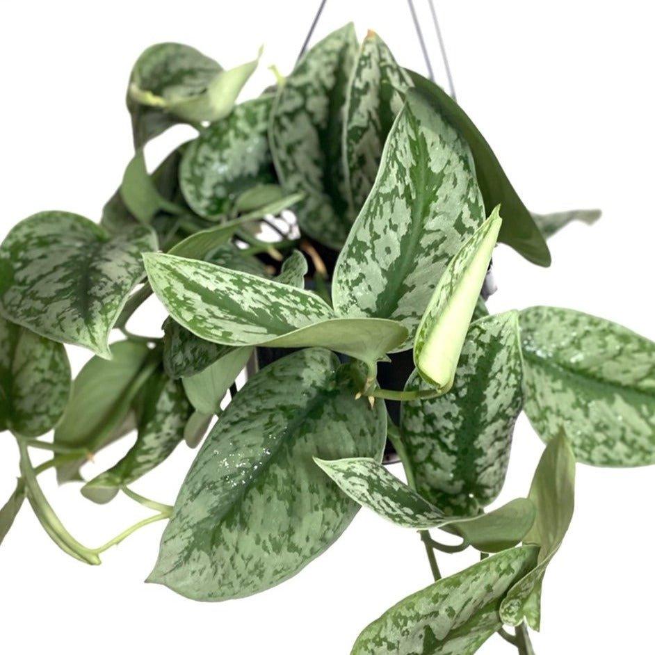 Scindapsus Pictus Trebie | Satin Pothos - House of Kojo